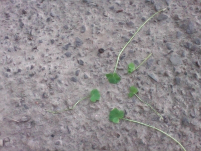 All with 4 leaves All with 4 leaves