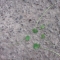 All with 4 leaves