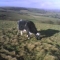 Cow.JPG