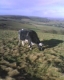 Cow.JPG