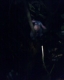 Eeyore