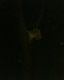 Tigger