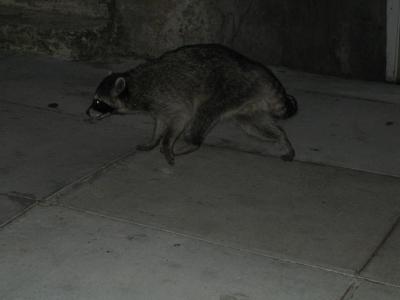 IMG_0517.jpg