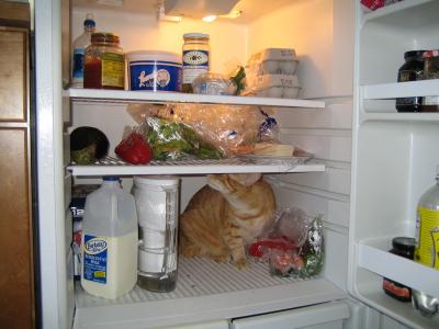 cat in fridge