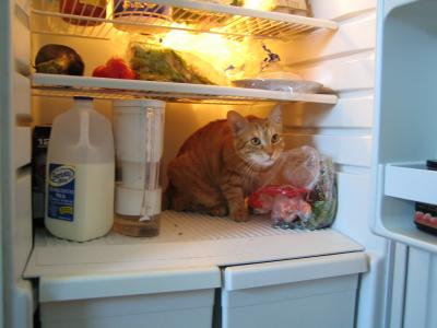 cat in fridge 2