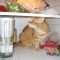 cat in fridge 5