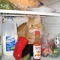 cat in fridge 6