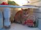 cat in fridge 4