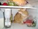 cat in fridge 5