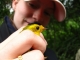 Wilson's warbler
