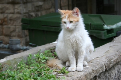 CAT0001.JPG