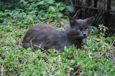 CAT0001_2.JPG