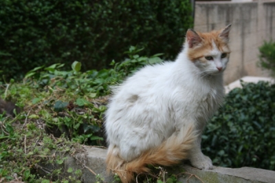 CAT0001_3.JPG