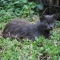 CAT0001_2.JPG
