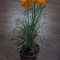 My Poppy