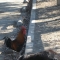 Rooster?
