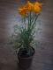 My Poppy