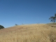 Golden Hills