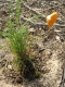 Seeds planted