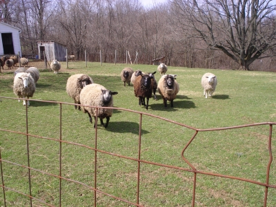 sheep in a hurry