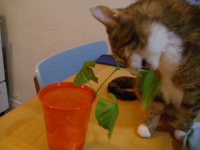 DSC04510.JPG