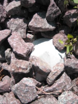 something in the rocks!