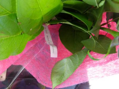 flowers8.jpg