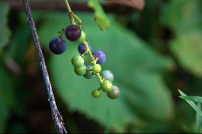 grapes grapes