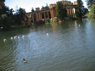 star5 - ducks & pond