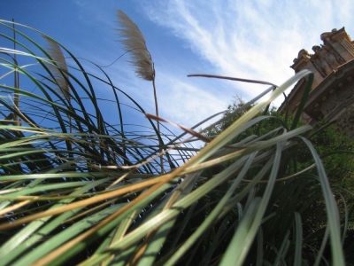 star5 - neat weeds and stuff