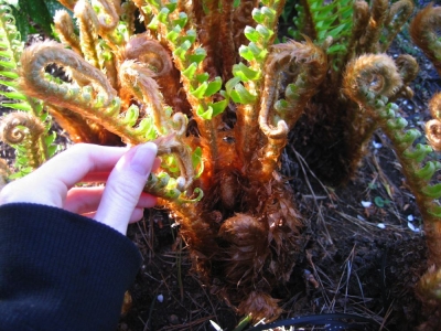 celina - fun textured plant