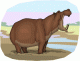 hippopotamus.gif hippopotamus.gif