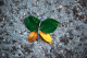 a butterfly