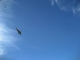 star5 - bird!