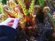 celina - fun textured plant