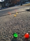 ice trail