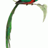 Quetzal Tenango