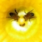 2bees.jpg