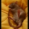 Guinness_The_Rat_by_GodSpeed_Photography.jpg