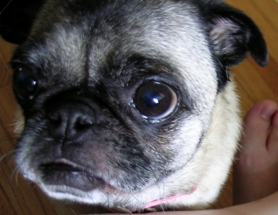 Lola using her good listening skills
