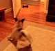 Pug vs. robot