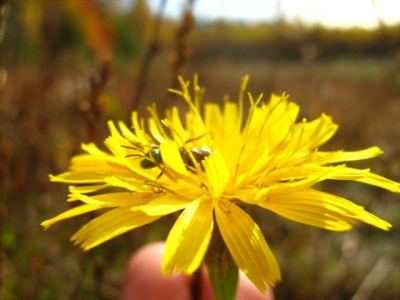 Oct 2008 308.jpg