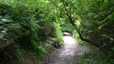 My forest: Tilden My forest: Tilden