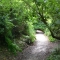 My forest: Tilden