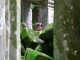 A guard at Ta Prohm