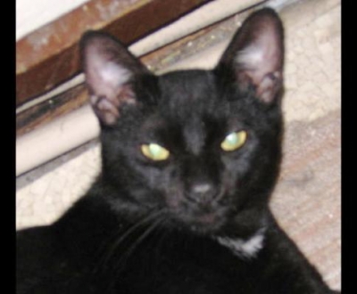 KITTEN1.jpeg.jpeg KITTEN1.jpeg.jpeg