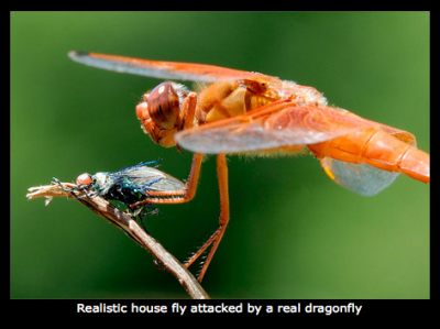 11.29.2008.13.03Picture 3.png