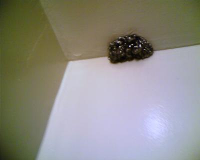 Spy-brillo?