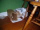 Cat in bag