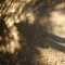 shadowpic.jpg